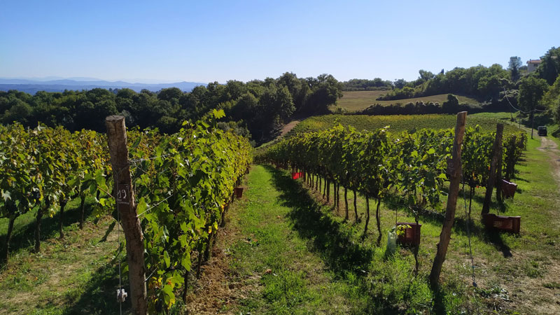 raccolta in cassette di vino estremamente selezionato di Podere della Bruciata, artigiani del vino in Toscana raccolta in cassette di vino estremamente selezionato di Podere della Bruciata, artigiani del vino in Toscana